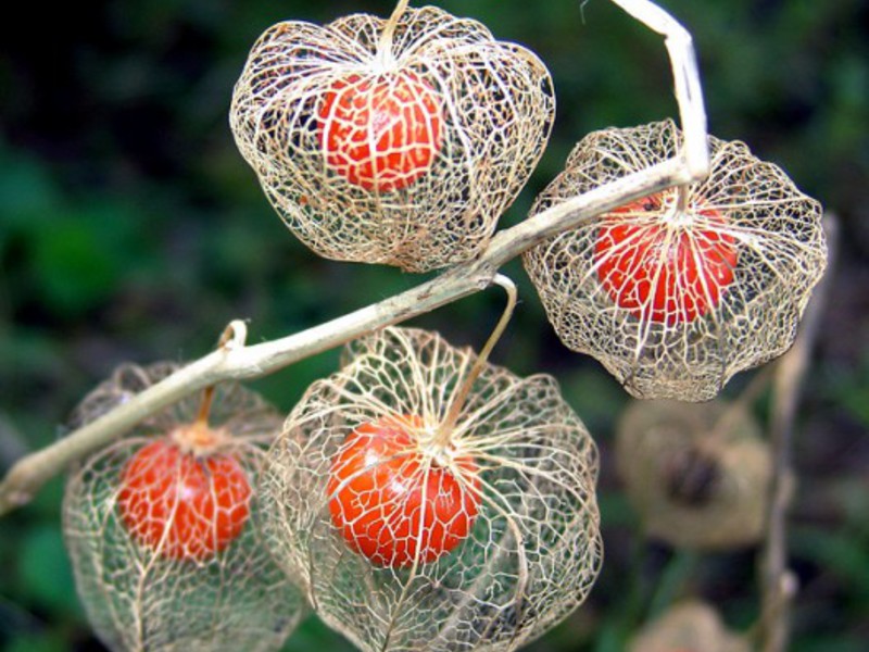 Spesies tumbuhan Physalis