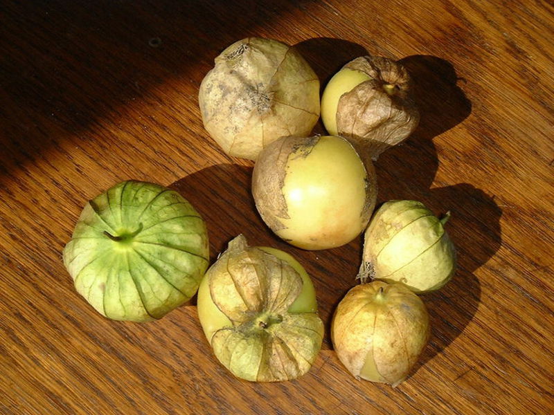 Cara menanam physalis