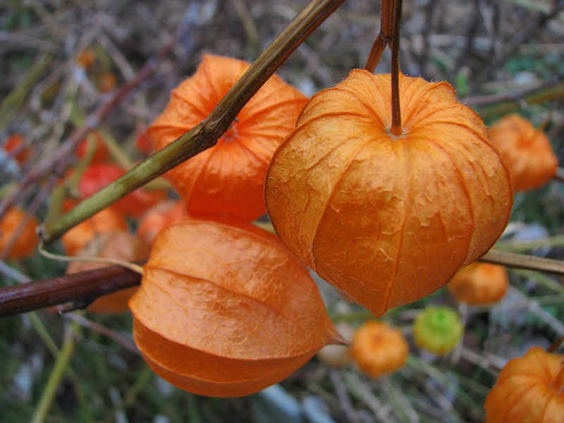 Bagaimana tumbuhan physalis membiak