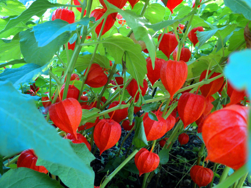 Bagaimana Physalis Berry Tumbuh