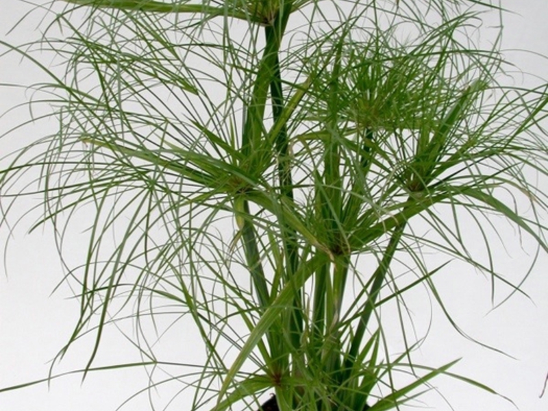 Penjagaan Cyperus