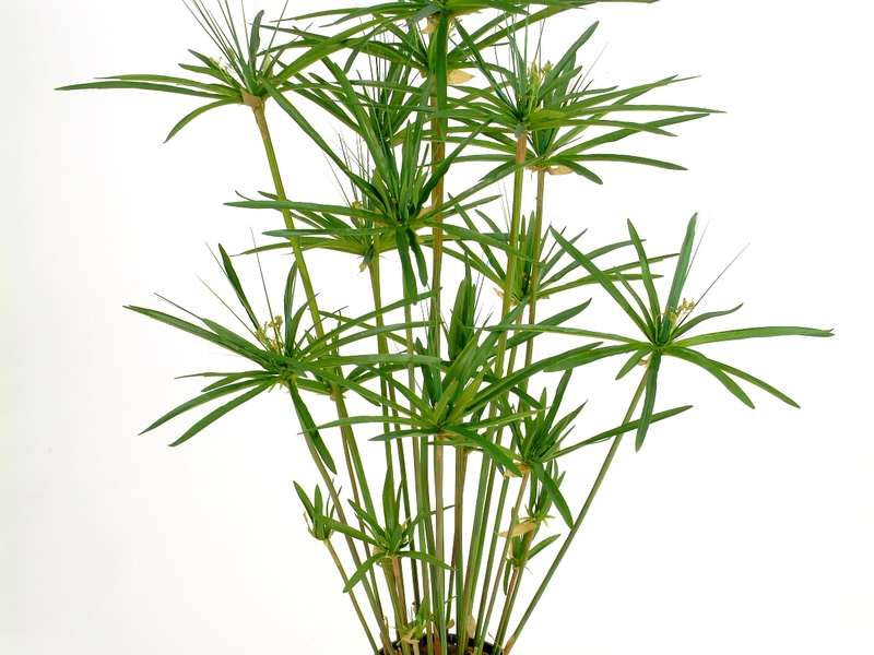 Cara merawat cyperus