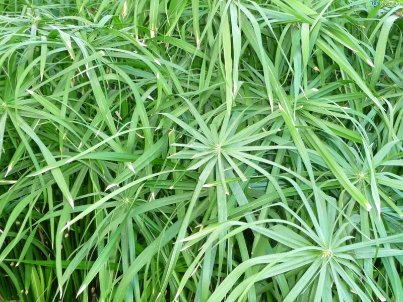 Tumbuhan Cyperus dan jenisnya