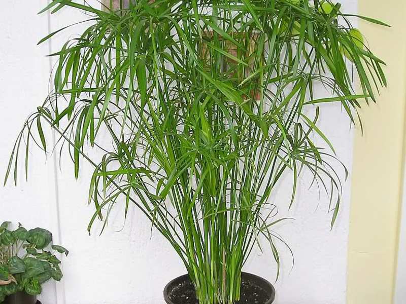 Penjagaan Cyperus