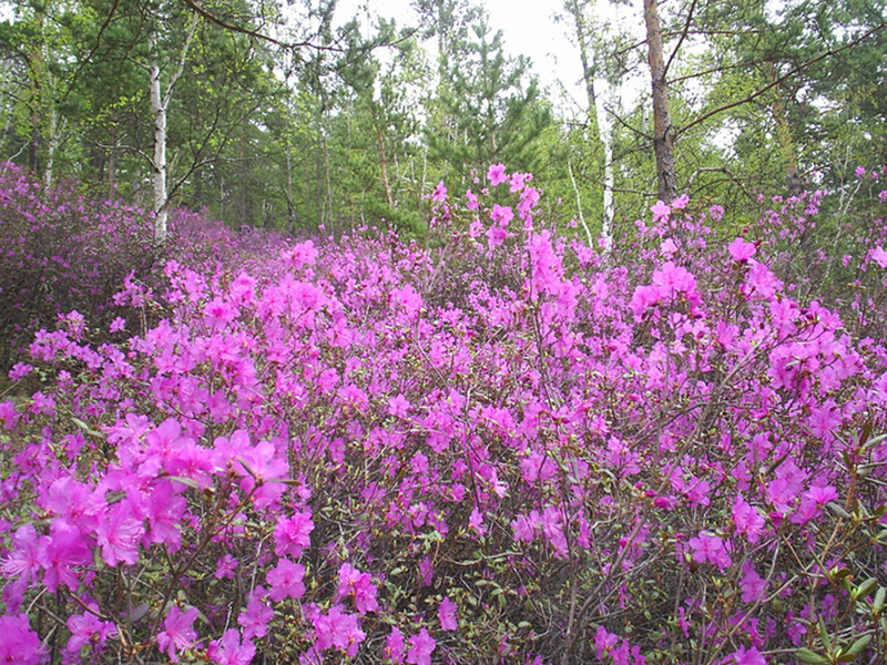 Tumbuhan rosemary