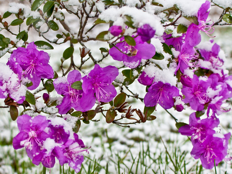 Belukar rosemary