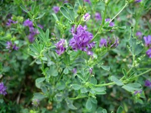 Menyemai alfalfa