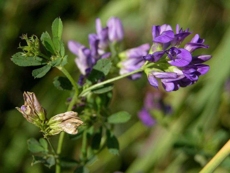 Bagaimana alfalfa ditanam