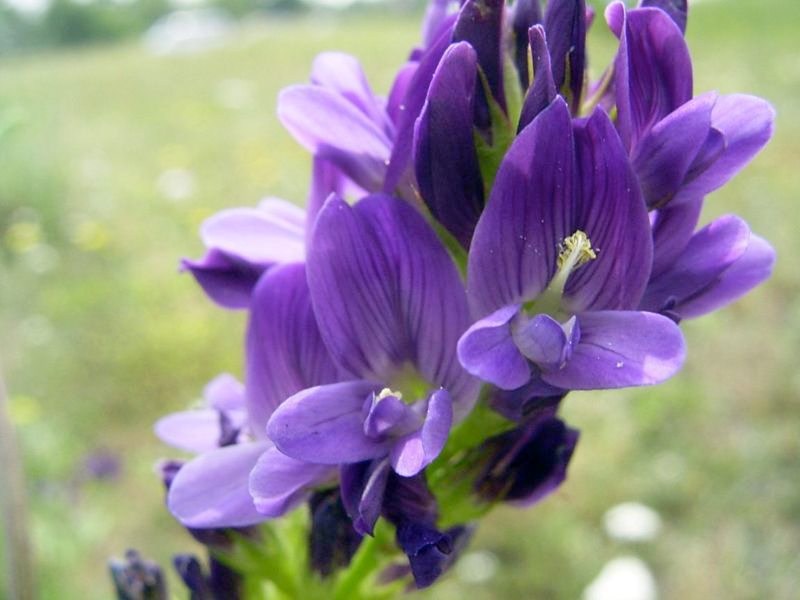 Yang gemar meraikan alfalfa