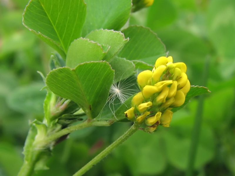 Alfalfa kuning