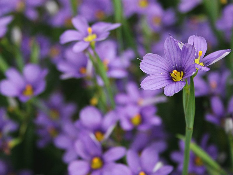 Kaedah menyemai alfalfa