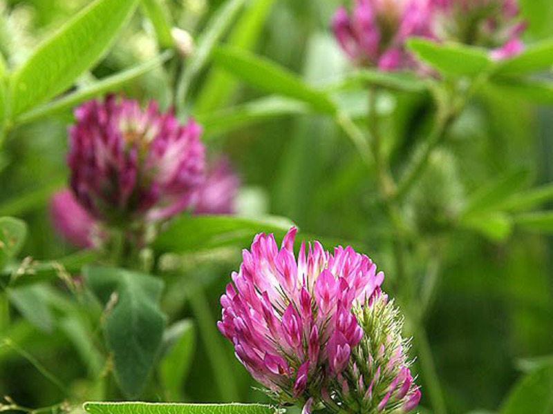 Menyemai alfalfa