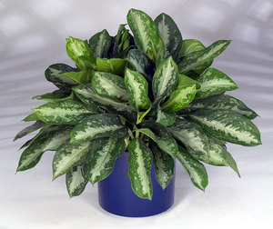 Penjagaan Aglaonema