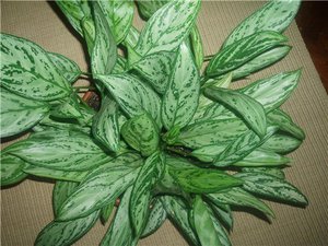 Cara pemindahan aglaonema