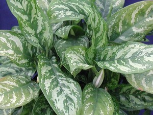 Varieti aglaonema