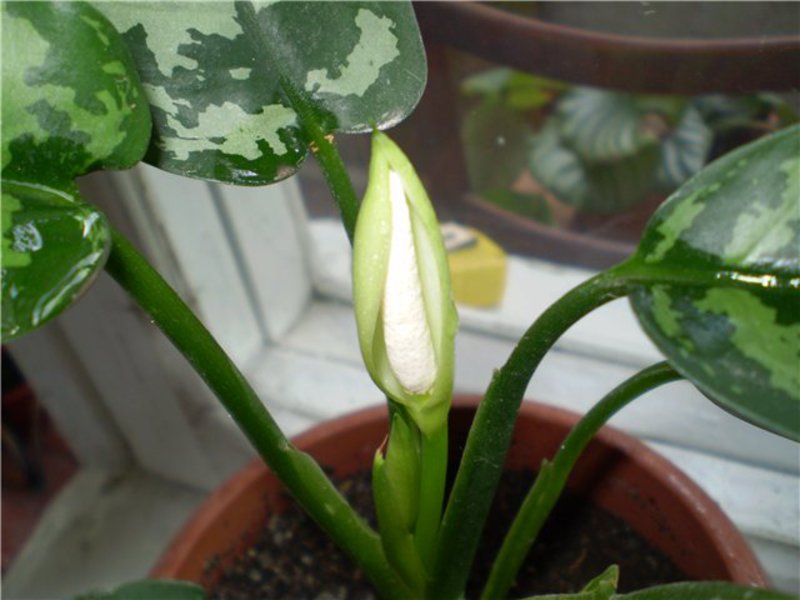 Bagaimana aglaonema mekar