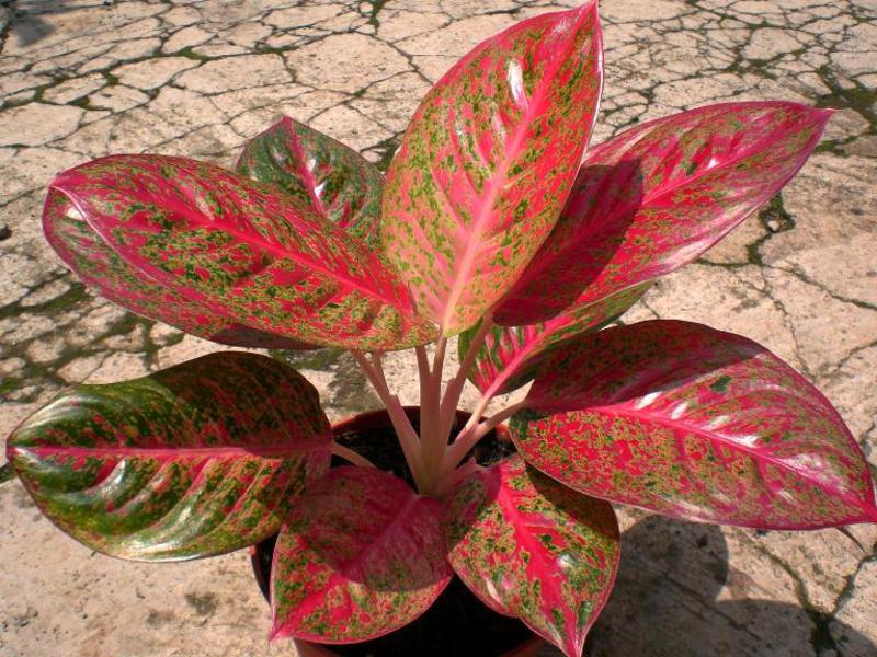 Penjagaan Aglaonema