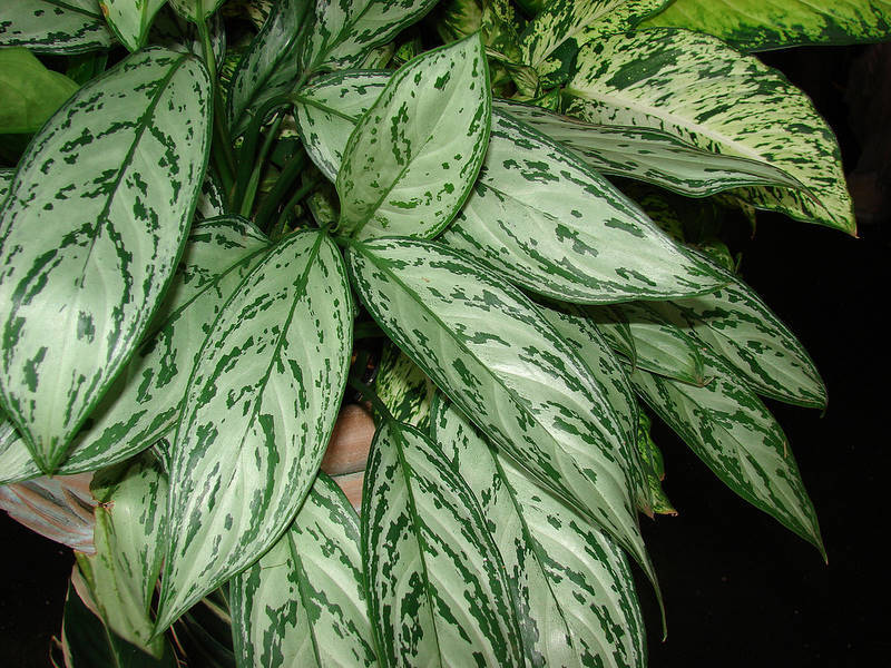 Aglaonema bunga rumah