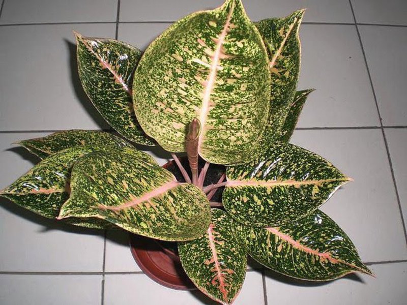 Cara menanam bunga aglaonema