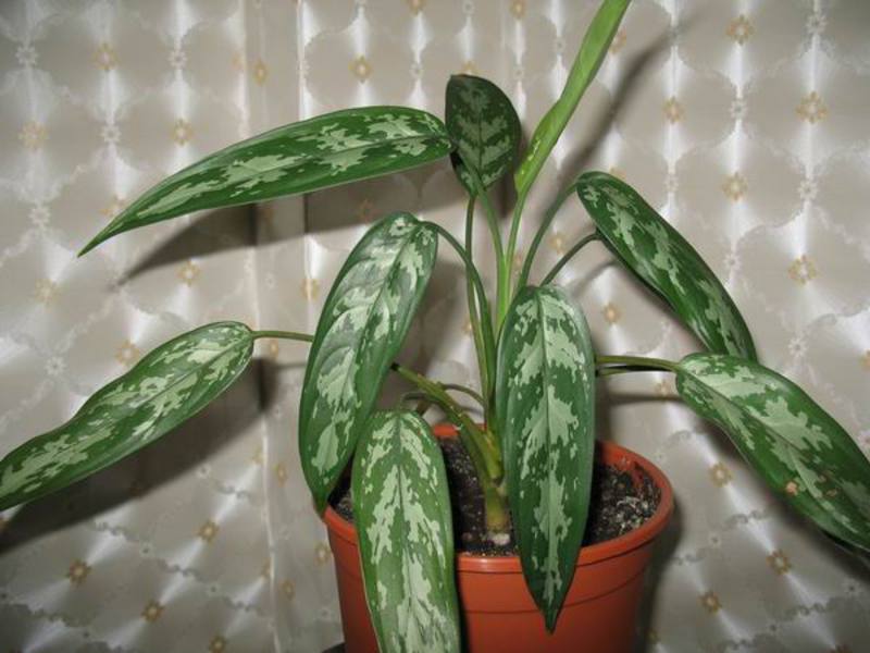 Penjagaan Aglaonema