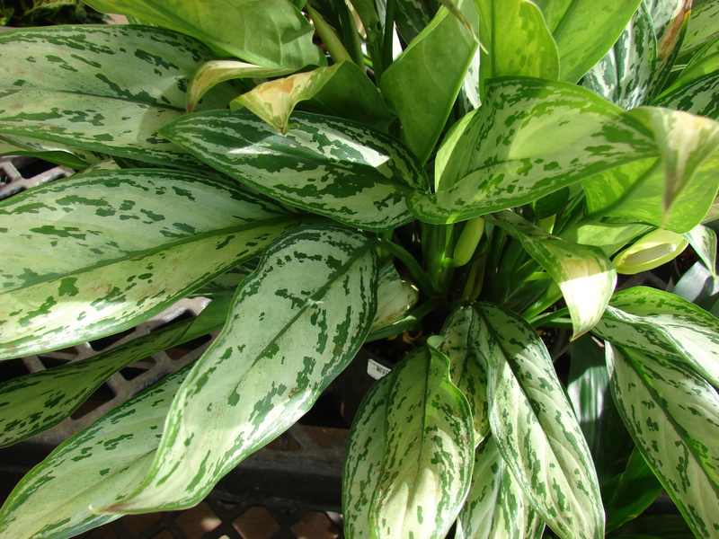 Apa keistimewaan bunga aglaonema