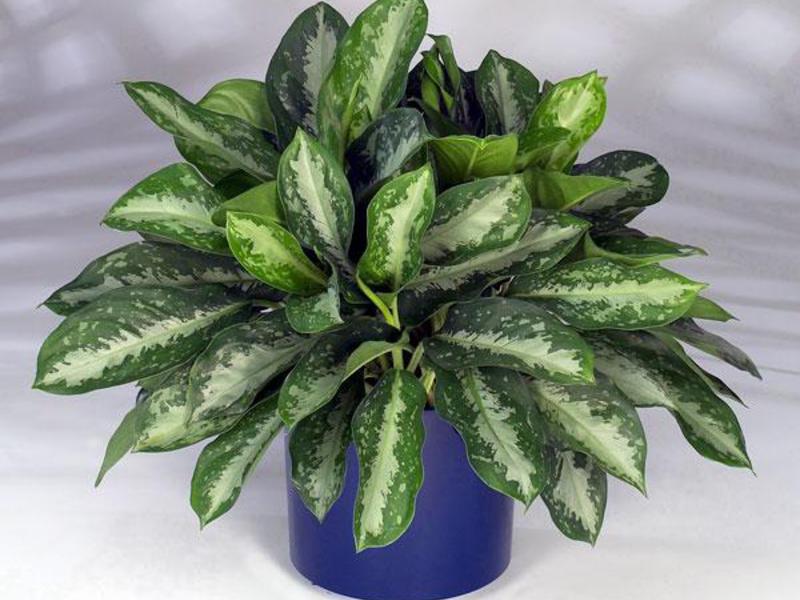 Aglaonema di rumah