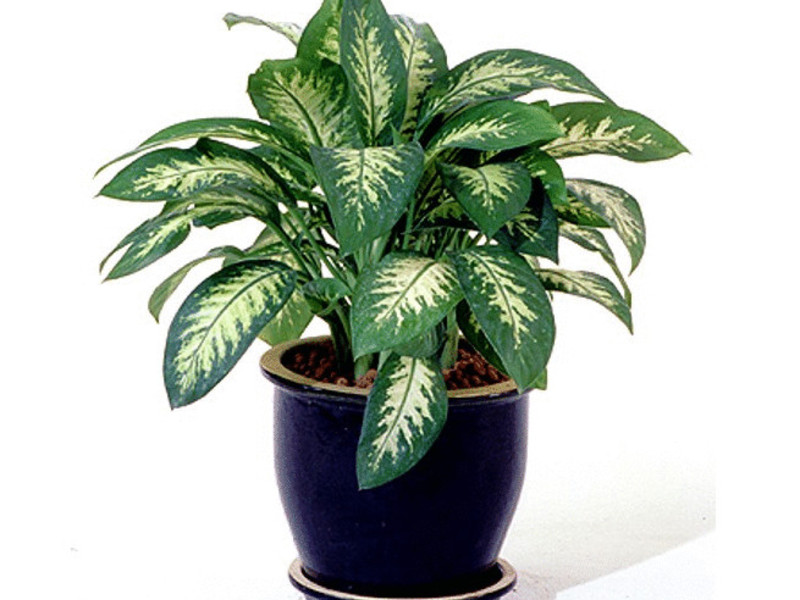 Aglaonema yang pelbagai