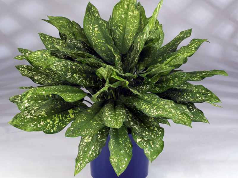 Varieti kultivar aglaonema