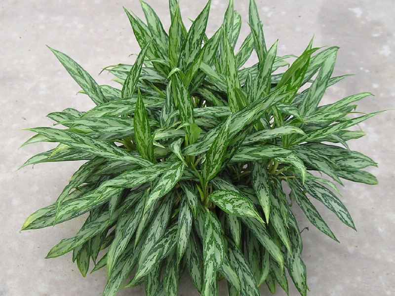 Penjagaan Aglaonema