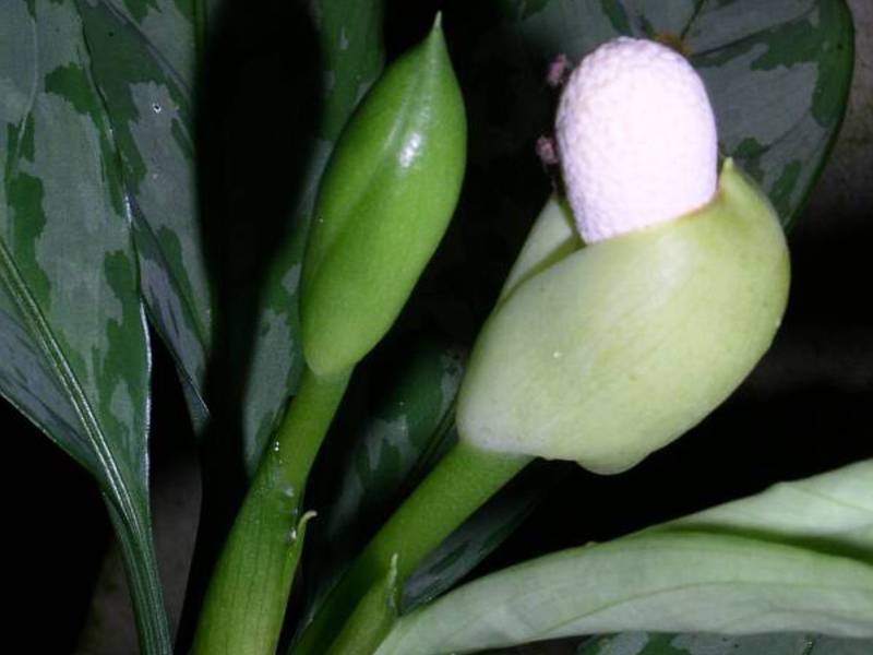 Keadaan untuk pertumbuhan aglaonema