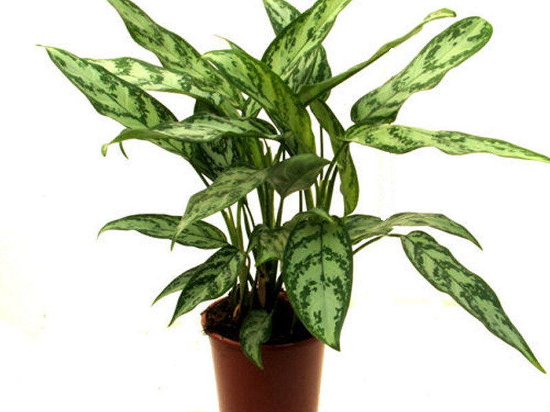 Aglaonema yang pelbagai