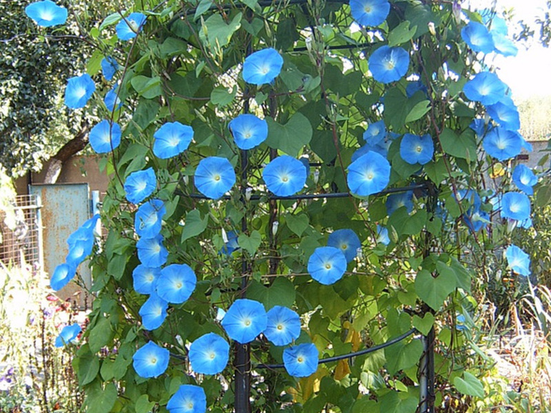 Bunga biru kegemilangan pagi