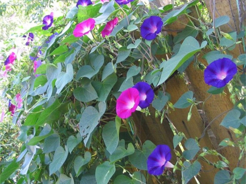 Penanaman Ipomoea