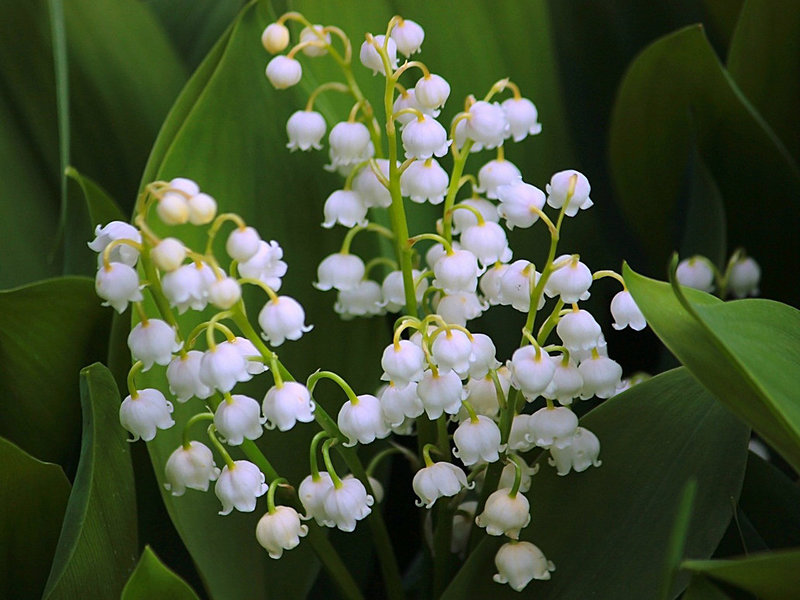 Gambaran ciri Lily Perak di Lembah