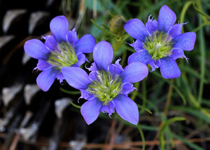 Foto gentian