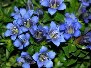 Jenis gentian