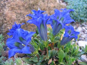 Apakah jenis gentian