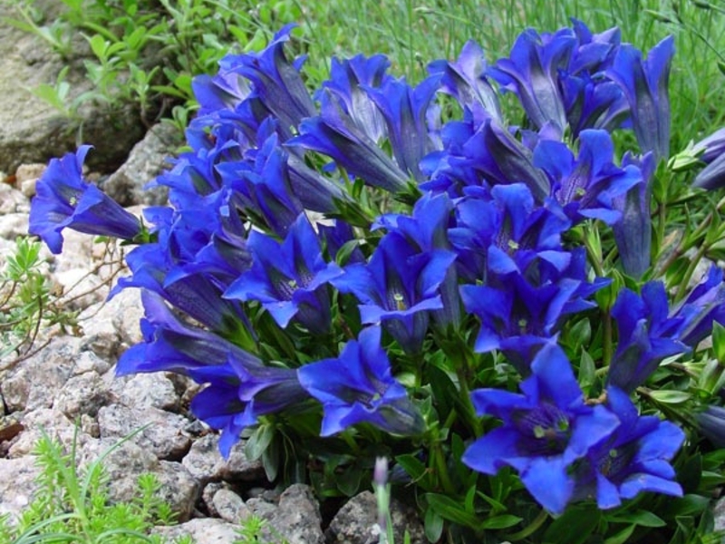 Gentian, penanaman dan penjagaan