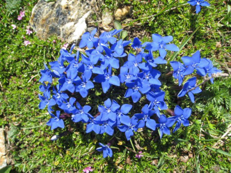 Penyakit gentian bunga