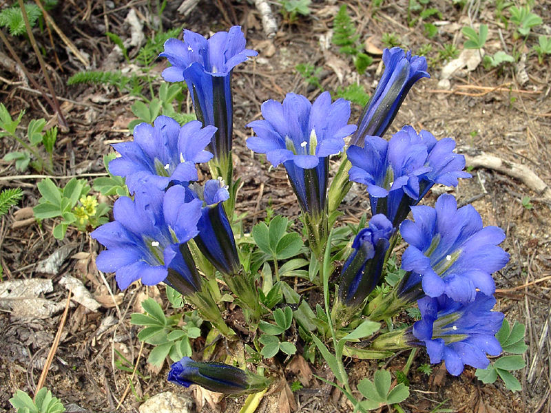 Cara menjaga tanaman gentian