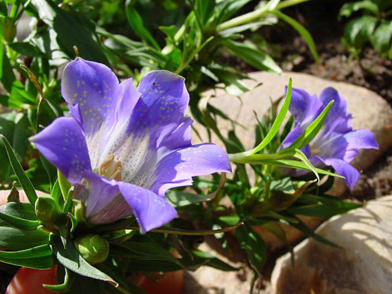 Bunga Gentian