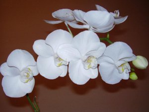 Phalaenopsis berwarna putih