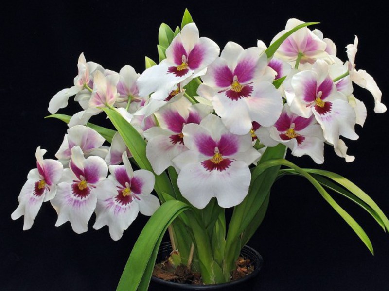 Dendrobium Orchid