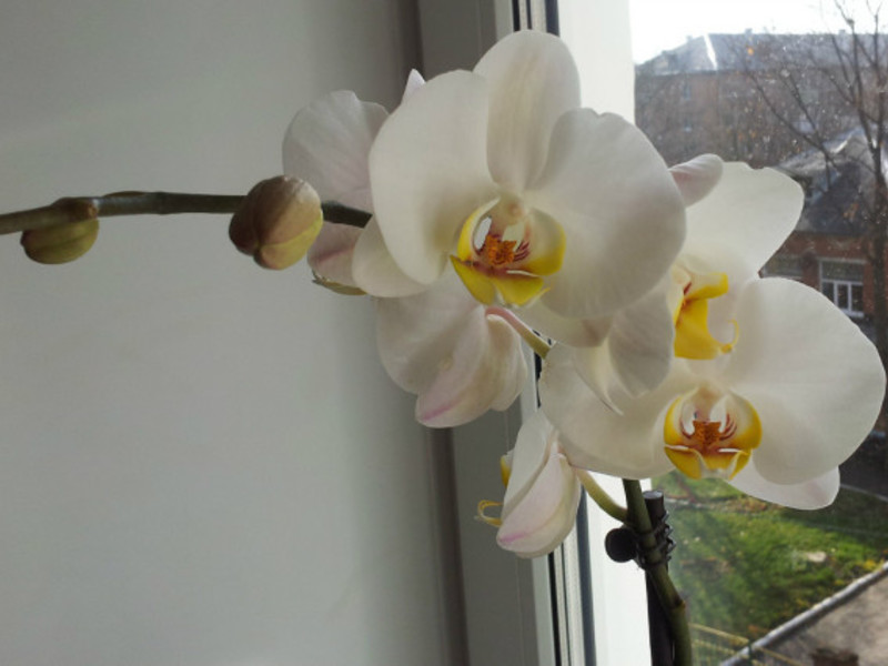 Phalaenopsis berwarna putih