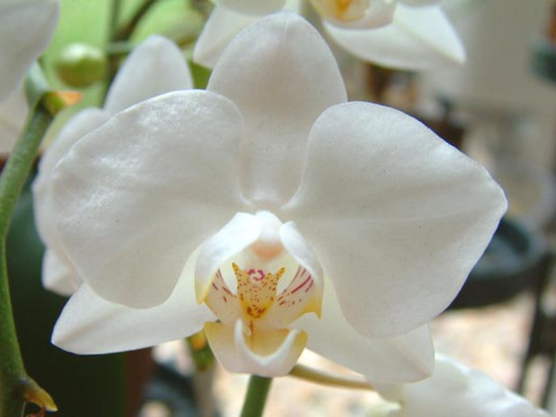 Orkid Phalaenopsis