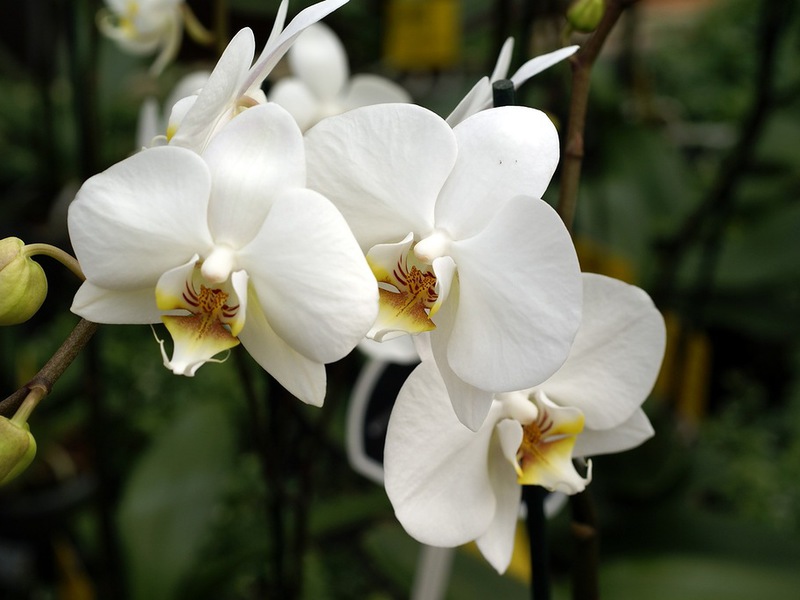 Orkid Phalaenopsis