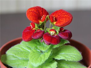 Calceolaria adalah tumbuhan yang indah dengan bunga kantung.