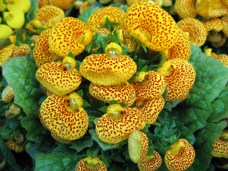 Calceolaria adalah tumbuhan yang indah dengan bunga kantung.