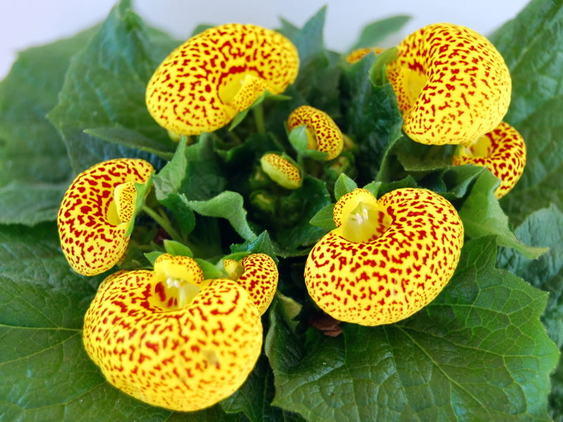 Bunga calceolaria terang