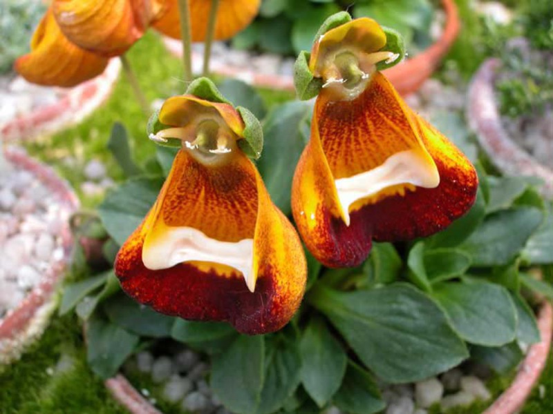 Spesies bunga Calceolaria